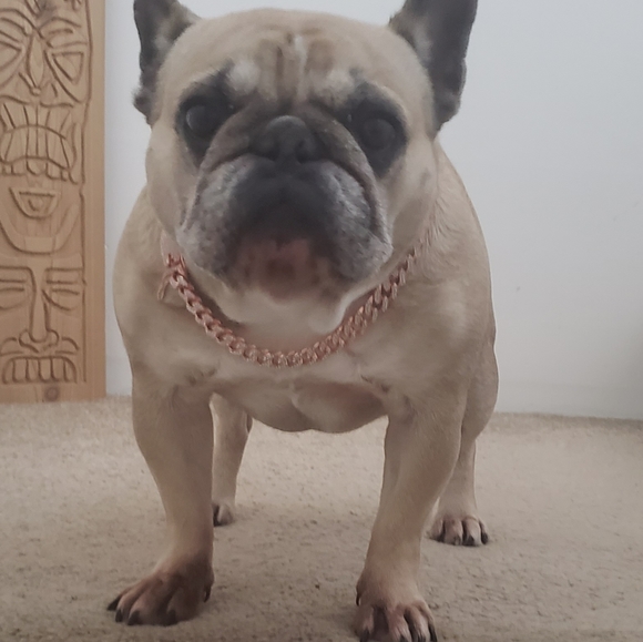 Glam dog collar - Picture 9 of 17